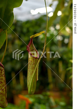 Nepenthes tropical carnivorous pitchers plants 48366241