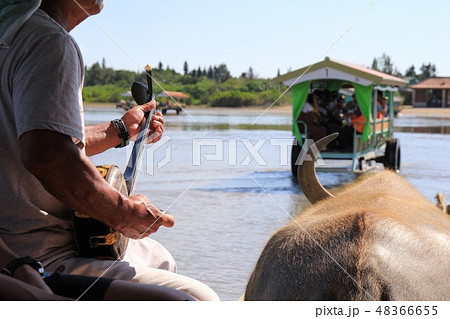 西表島から由布島へ向かう水牛車　三線を聴かせてくれている方 48366655