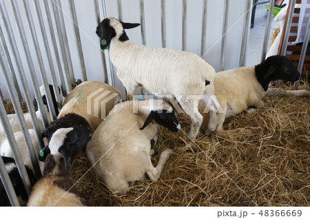 oats from selected breeds livestock 48366669