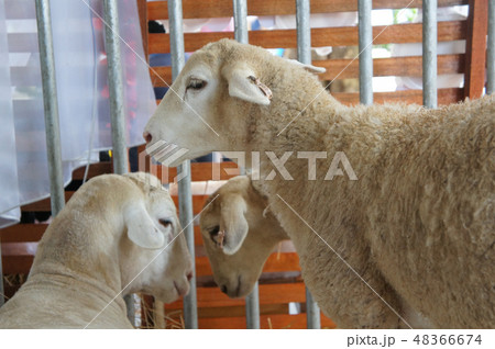 oats from selected breeds livestock oats from selected breeds livestock 48366674