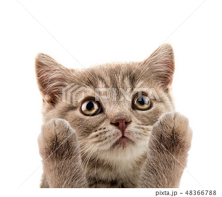 closeup muzzle kitten closeup muzzle kitten 48366788