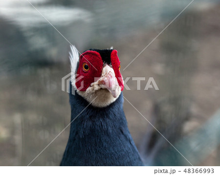 Blue eared pheasant portrait(Crossoptilon auritum) Blue eared pheasant portrait(Crossoptilon auritum) 48366993