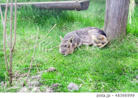 Patagonian Mara (Dolichotis patagonum) in grass Patagonian Mara (Dolichotis patagonum) in grass 48366999