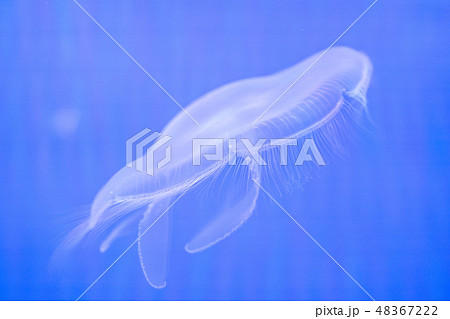 Small jellyfish in a decorative aquarium,水母,水族館,動物 48367222