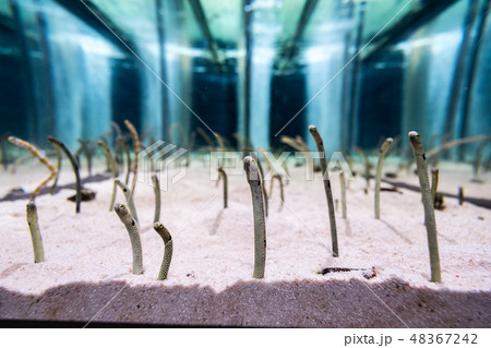 Gorgasia preclara,aquarium.花園鰻,生物,動物,水族館,海生館,生態館 48367242