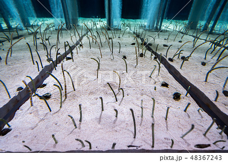 Gorgasia preclara,aquarium.花園鰻,生物,動物,水族館,海生館,生態館 Gorgasia preclara,aquarium.花園鰻,生物,動物,水族館,海生館,生態館 48367243