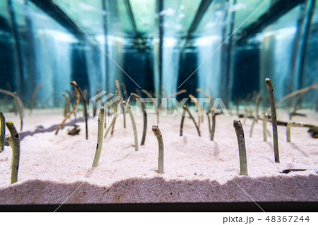 Gorgasia preclara,aquarium.花園鰻,生物,動物,水族館,海生館,生態館 Gorgasia preclara,aquarium.花園鰻,生物,動物,水族館,海生館,生態館 48367244