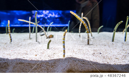 Gorgasia preclara,aquarium.花園鰻,生物,動物,水族館,海生館,生態館 48367246