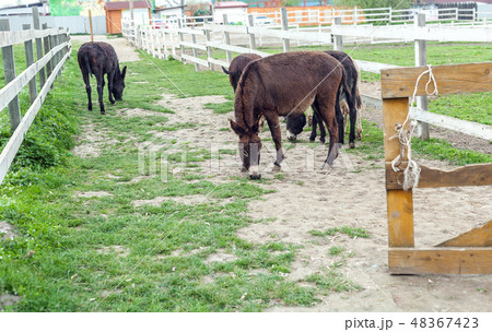 Herd of donkeys grazing in spring pasture 48367423