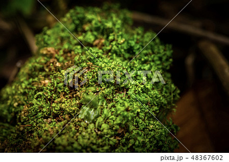 ferns, mosses,fungi in the rain forests  48367602