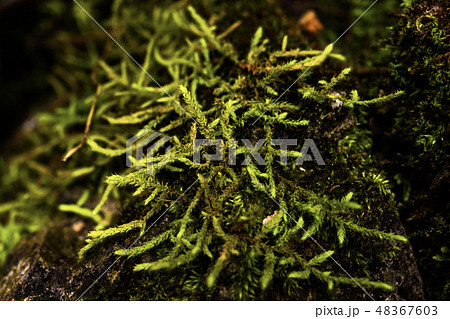 ferns, mosses,fungi in the rain forests ferns, mosses,fungi in the rain forests 48367603