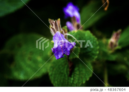 Small flowers in the tropical rain forest Small flowers in the tropical rain forest 48367604