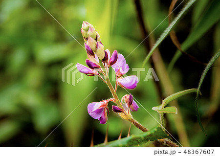 Small flowers  in the tropical rain forest 48367607