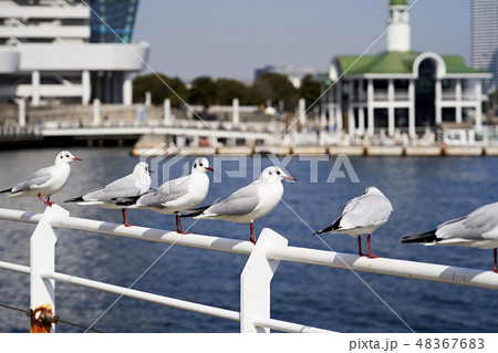 ユリカモメ (横浜港) ユリカモメ (横浜港) 48367683