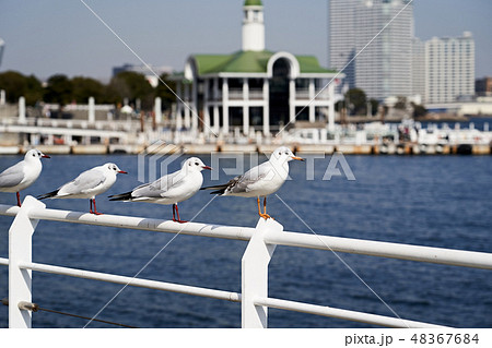 ユリカモメ (横浜港) ユリカモメ (横浜港) 48367684