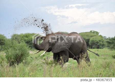 砂浴びする象 砂浴びする象 48367855