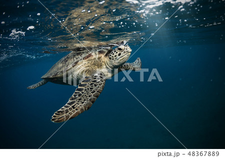 Hawksbill turtle floating in dark blue clear water 48367889