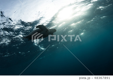 Hawksbill turtle floating in dark blue clear water Hawksbill turtle floating in dark blue clear water 48367891