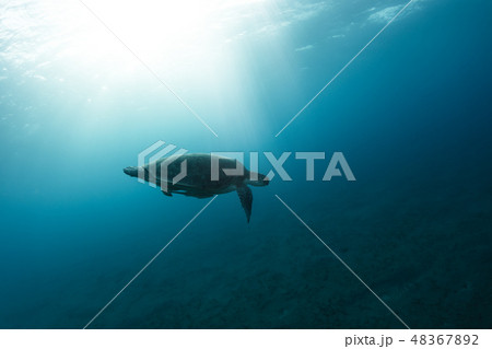 Hawksbill turtle floating in dark blue clear water Hawksbill turtle floating in dark blue clear water 48367892