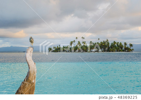 bird on tree trunk with ocean and palm tree island bird on tree trunk with ocean and palm tree island 48369225