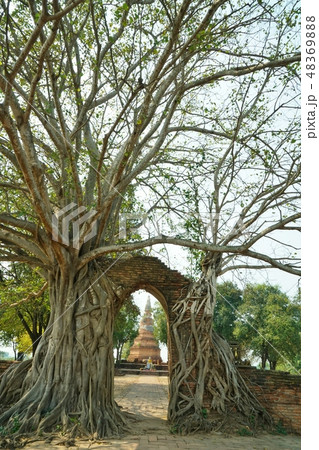Wat Phra Ngarm in Ayutthaya, Thailand Wat Phra Ngarm in Ayutthaya, Thailand 48369888