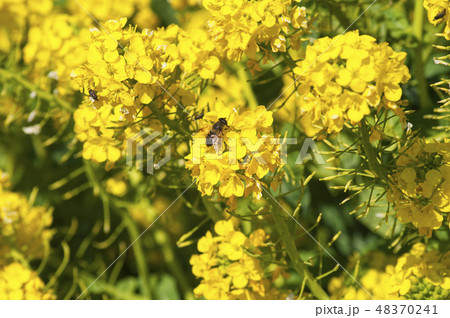 みつばちと菜の花 48370241