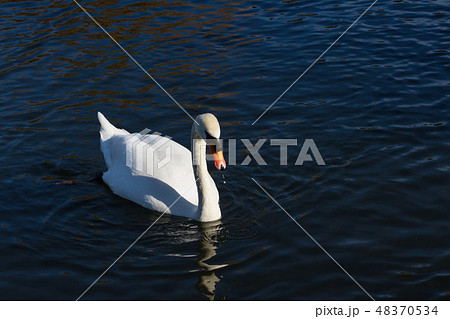 White Swan White Swan 48370534