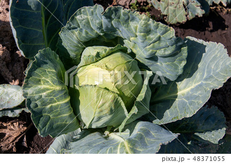 ripe a head of cabbage in the garden close-up ripe a head of cabbage in the garden close-up 48371055