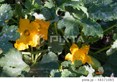 Zucchini or courgette with flowers in a vegetable garden Zucchini or courgette with flowers in a vegetable garden 48371065