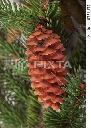 pine cone on the branch fir close-up pine cone on the branch fir close-up 48371437