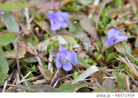 ムラサキゴケの花 ムラサキゴケの花 48371459
