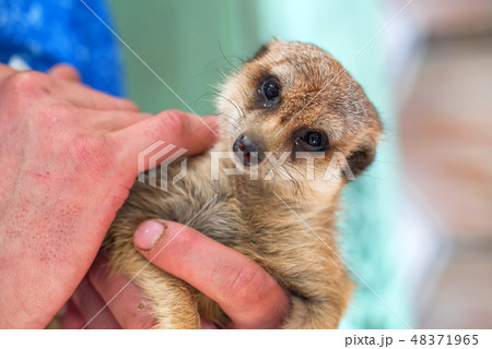 Portrait of domestic meerkat or Suricata suricatta in human hands Portrait of domestic meerkat or Suricata suricatta in human hands 48371965
