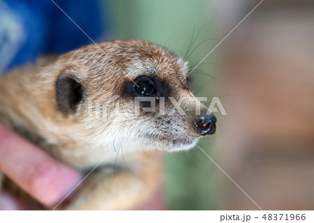 Portrait of domestic meerkat or Suricata suricatta in human hands 48371966