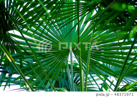 ビロウの葉 夏イメージ ビロウの葉 夏イメージ 48371971