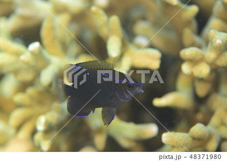 デルタスズメダイ 48371980