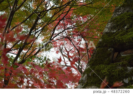 紅葉と石垣 紅葉と石垣 48372260