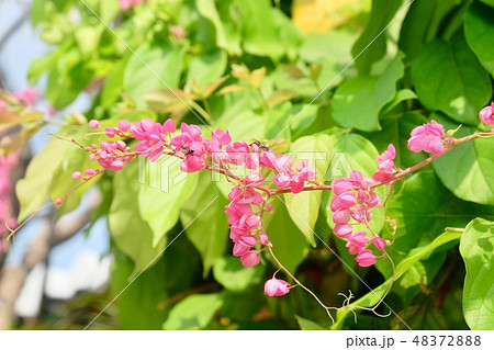 Antigonon or Chain of Love Flowers on Tree Branch 48372888