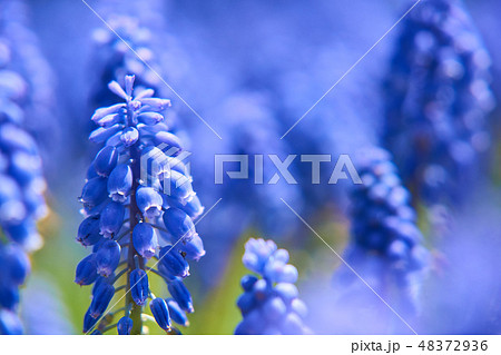 一面に咲くムスカリの花のクローズアップ 48372936