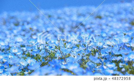 瑠璃唐草の花畑 壁紙素材 ワイドの写真素材 瑠璃唐草の花畑 壁紙素材 ワイドの写真素材