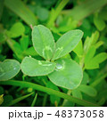 四つ葉のクローバー 48373058