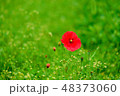 ポピーの花 48373060