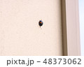 てんとう虫 48373062