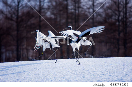 タンチョウ 48373105