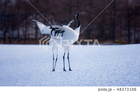 タンチョウ タンチョウ 48373106