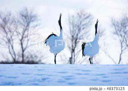 タンチョウ 48373125