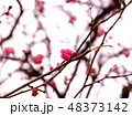 梅の花 48373142