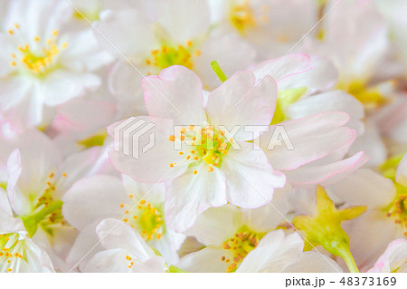 テーブルの上の桜の花 　背景素材 48373169