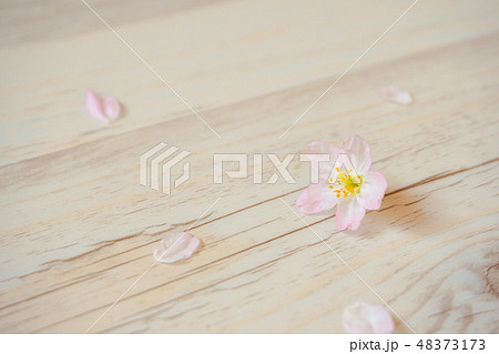 床に落ちた桜の花と花びら の写真素材