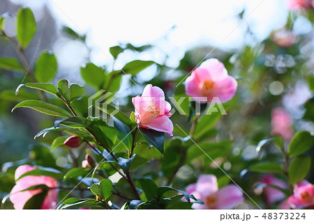 ツバキの花　港の曙 48373224