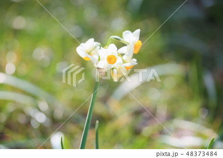 日本水仙の花 48373484